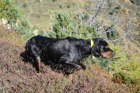 Setter Gordon nero focato in un ambiente naturale di montagna