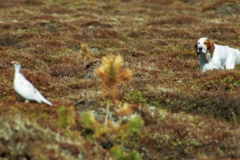 Setter Inglese in un ambiente naturale di montagna