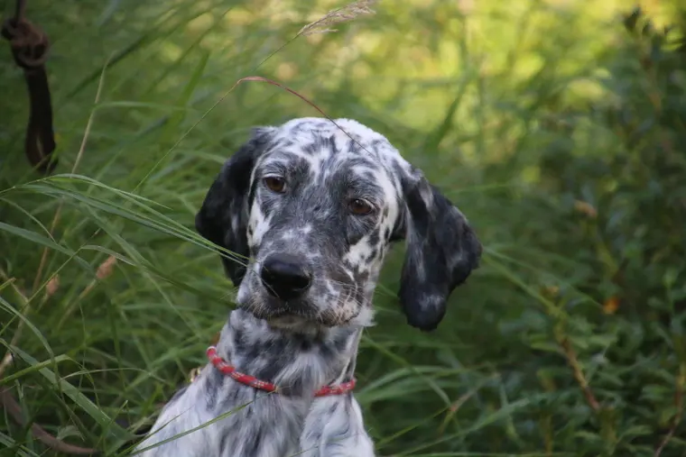 Trofeo delle Alpi 2026: ritratto di un cane partecipante