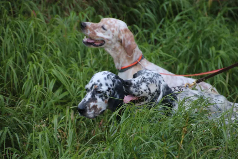 Trofeo delle Alpi 2026: ritratto di un cane partecipante