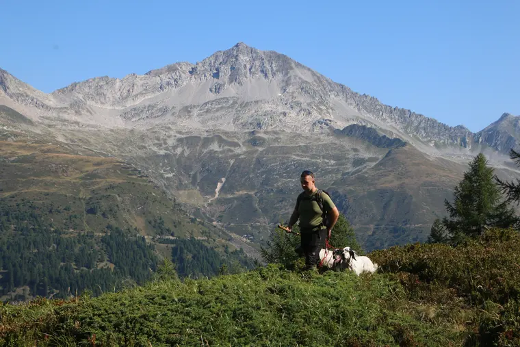 Trofeo delle Alpi 2026: cani e partecipanti nel paesaggio alpino