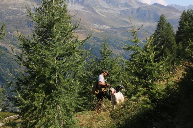 Trofeo delle Alpi 2026: cani e partecipanti nel paesaggio alpino