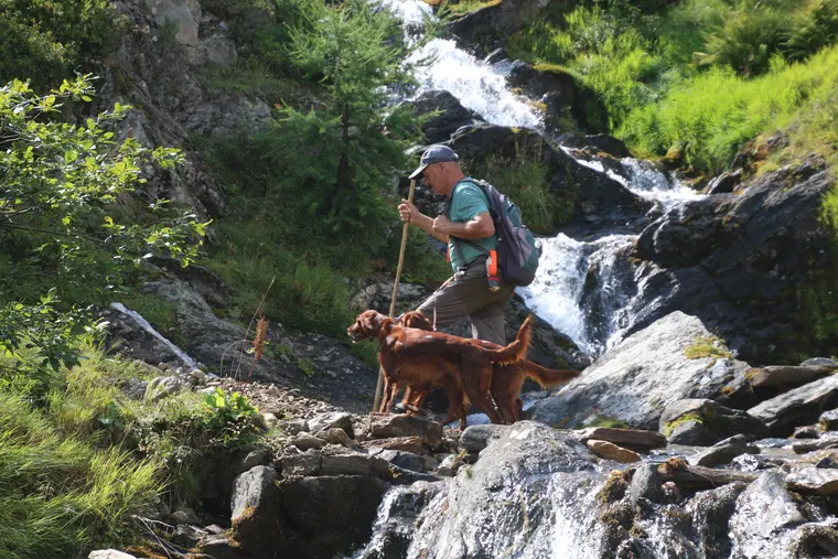Trofeo delle Alpi 2026: cane in azione in ambiente alpino