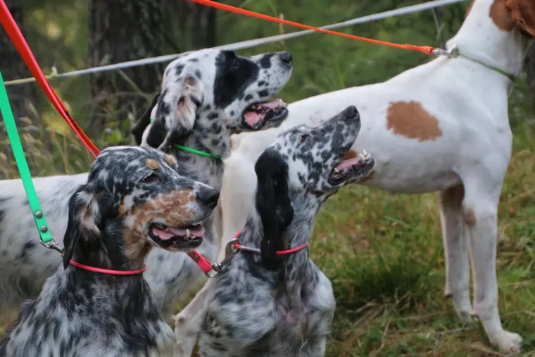 Trofeo delle Alpi 2026: ritratto di un cane partecipante