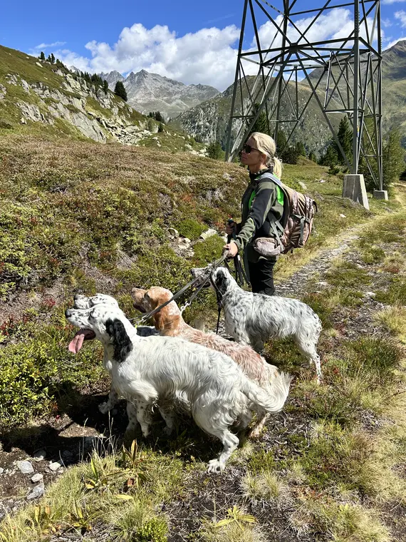 Trofeo delle Alpi 2026: cane in azione in ambiente alpino