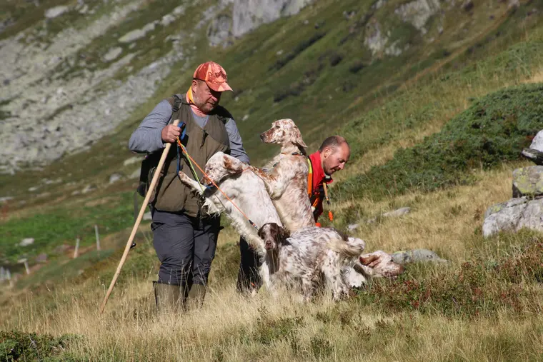 Trofeo delle Alpi 2026: conduttore e cani durante la manifestazione