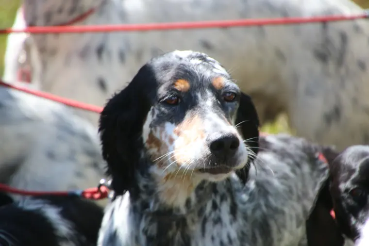 Trofeo delle Alpi 2026: ritratto di un cane partecipante
