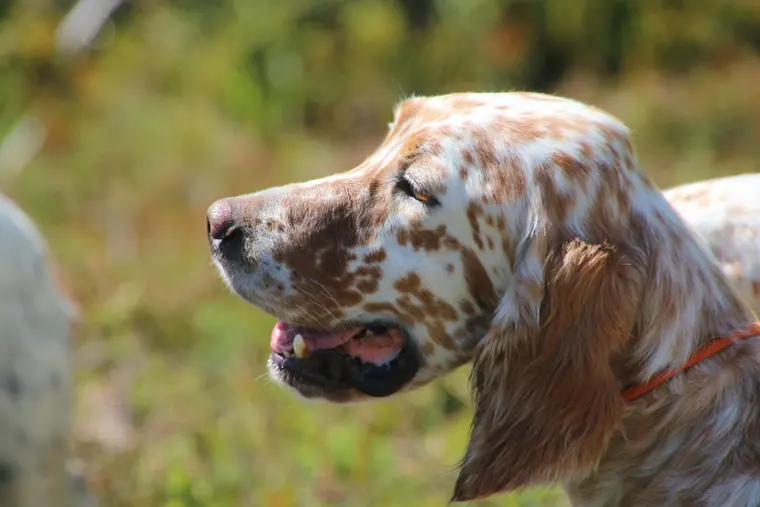 Trofeo delle Alpi 2026: ritratto di un cane partecipante