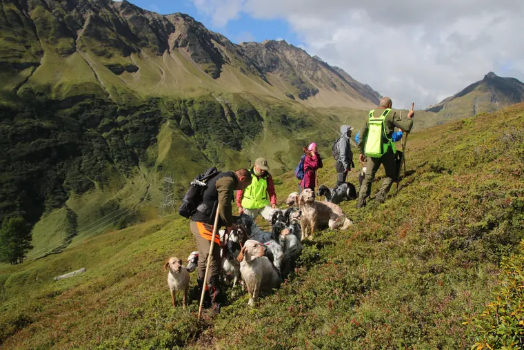Trofeo delle Alpi 2026: cani e partecipanti nel paesaggio alpino