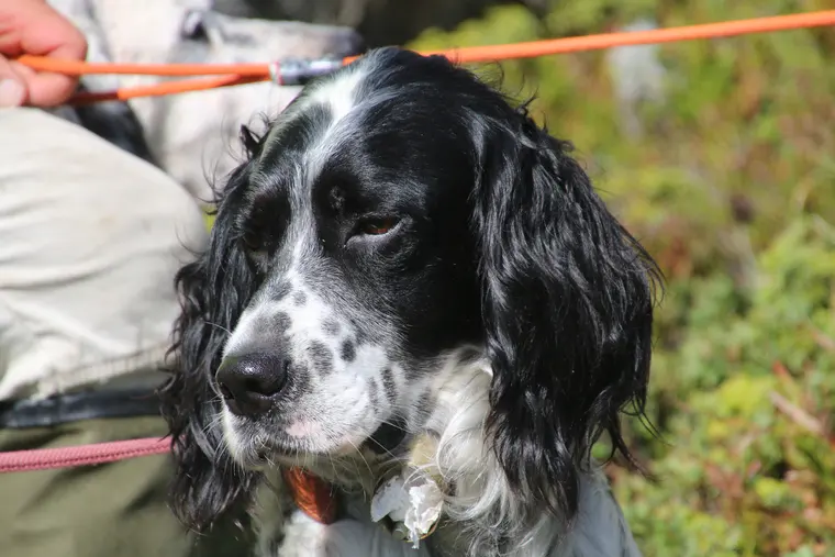 Trofeo delle Alpi 2026: ritratto di un cane partecipante