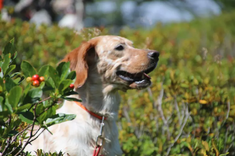 Trofeo delle Alpi 2026: ritratto di un cane partecipante