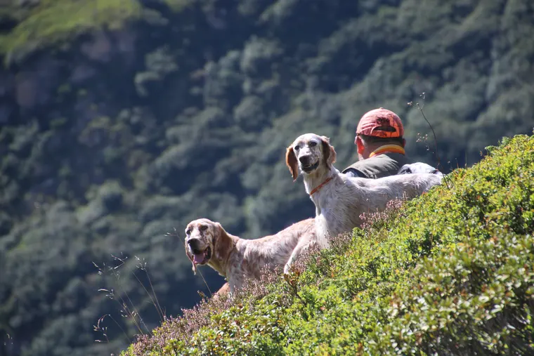 Trofeo delle Alpi 2026: cani e partecipanti nel paesaggio alpino