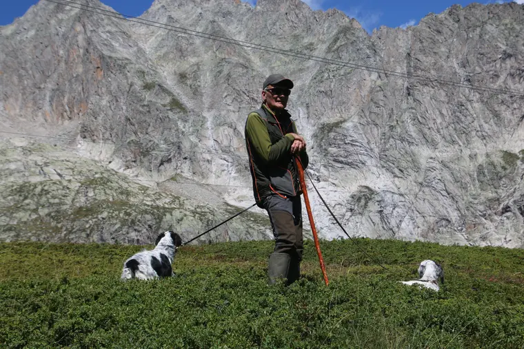 Trofeo delle Alpi 2026: conduttore e cani durante la manifestazione