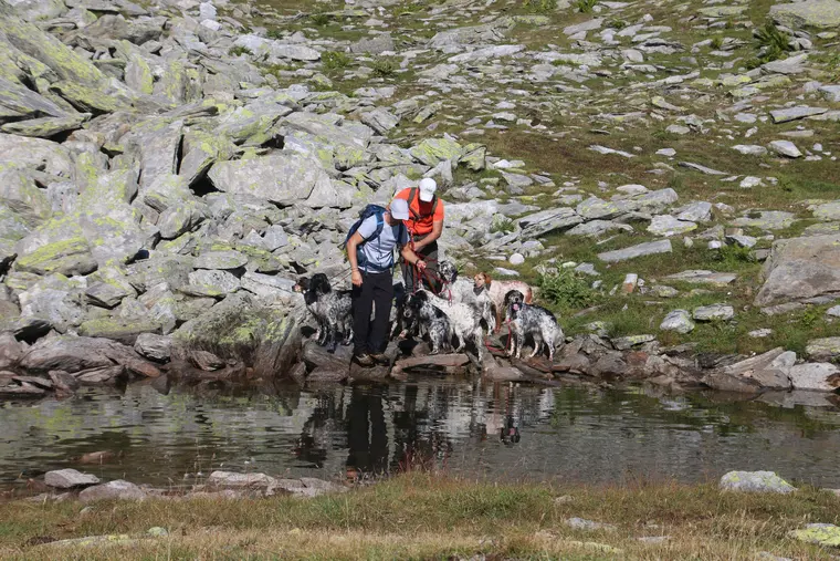 Trofeo delle Alpi 2026: cani e partecipanti nel paesaggio alpino