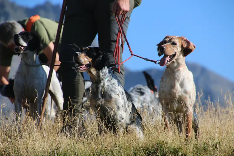 Trofeo delle Alpi 2026: ritratto di un cane partecipante